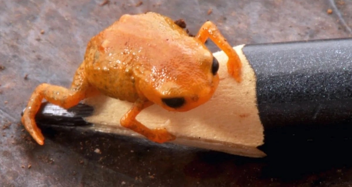 New Species Of Tiny Pumpkin Toadlet Found In Brazil’s Mountains