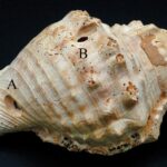 Neolithic Conch Shell ‘Trumpets’ Studied In Spain