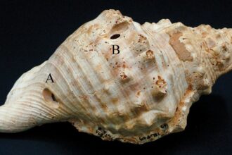 Neolithic Conch Shell ‘Trumpets’ Studied In Spain