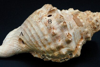 Neolithic Conch Shell ‘Trumpets’ Studied In Spain