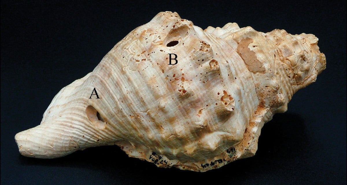 Neolithic Conch Shell ‘Trumpets’ Studied In Spain