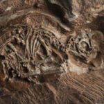 Baby Dinosaur Embryos Revealed In 200-Million-Year-Old Fossils