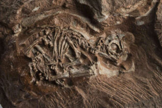 Baby Dinosaur Embryos Revealed In 200-Million-Year-Old Fossils