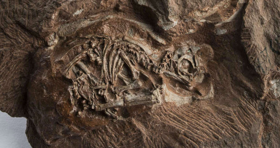 Baby Dinosaur Embryos Revealed In 200-Million-Year-Old Fossils