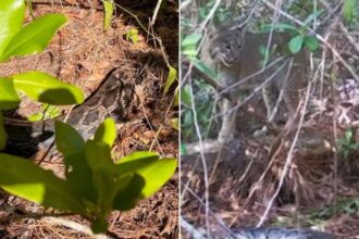 Bobcat In Florida Documented Killing Python For The First Time