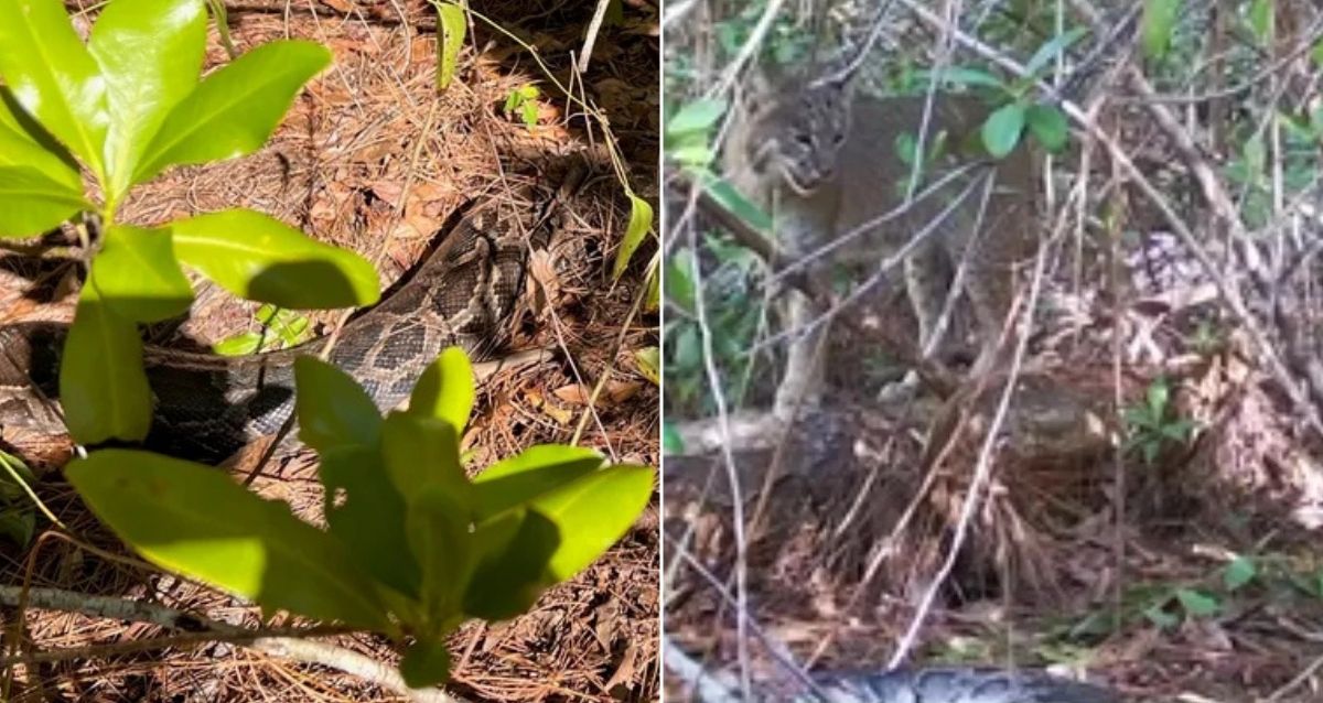 Bobcat In Florida Documented Killing Python For The First Time