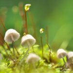 30 Magical Facts About Mushrooms That’ll Make You A Fungi