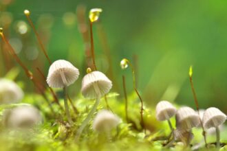 30 Magical Facts About Mushrooms That’ll Make You A Fungi