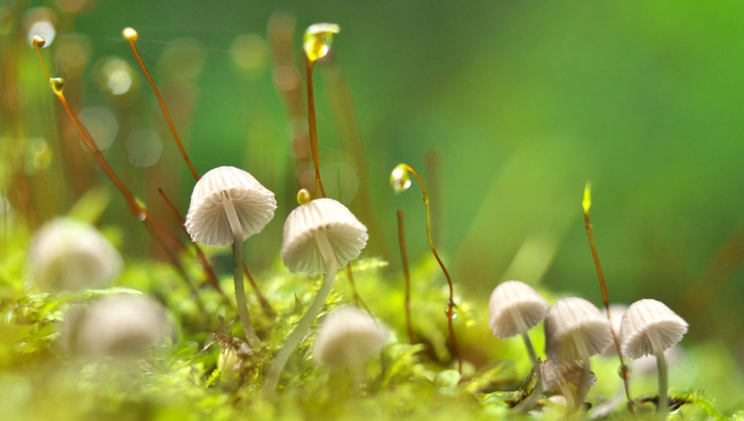 30 Magical Facts About Mushrooms That’ll Make You A Fungi