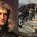 Isaac Newton Proposed Using Toad Vomit For The Bubonic Plague