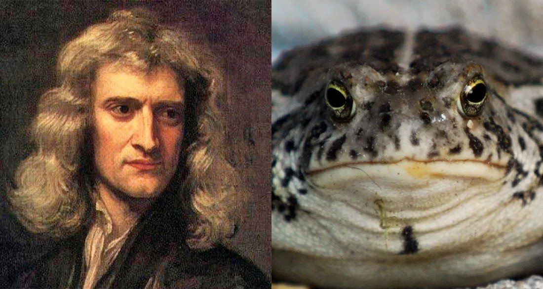 Isaac Newton Proposed Using Toad Vomit For The Bubonic Plague