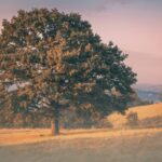 8 Oldest Trees in the World