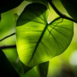 How Does Photosynthesis Fuel Life on Earth?