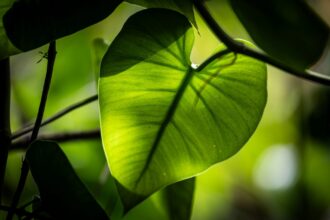 How Does Photosynthesis Fuel Life on Earth?
