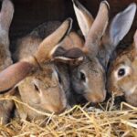 10 Animals That Humiliated and Harmed Historical Leaders