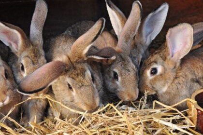 10 Animals That Humiliated and Harmed Historical Leaders