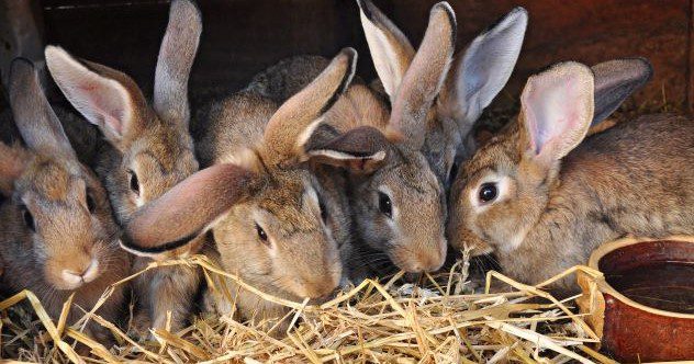 10 Animals That Humiliated and Harmed Historical Leaders