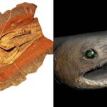 Scientists Discover Remains Of An Eel-Like Prehistoric Shark