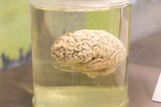 10 Scientists Who Enabled Brains to Survive Bodily Death