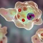 10 Appalling Protozoans You Don’t Want to Encounter