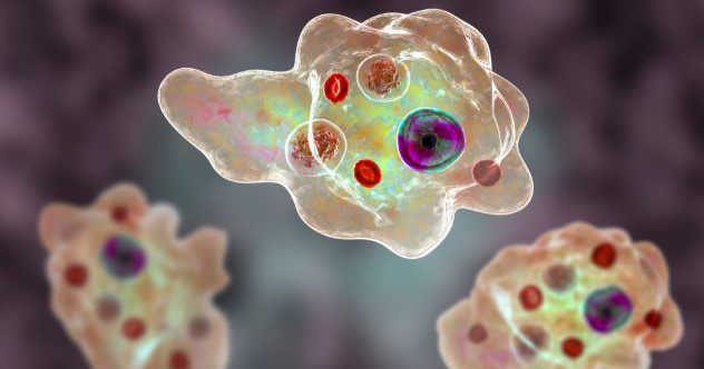 10 Appalling Protozoans You Don’t Want to Encounter