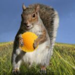 10 Times Animals Interrupted Sports