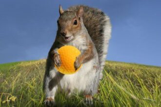 10 Times Animals Interrupted Sports