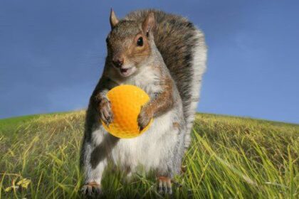 10 Times Animals Interrupted Sports