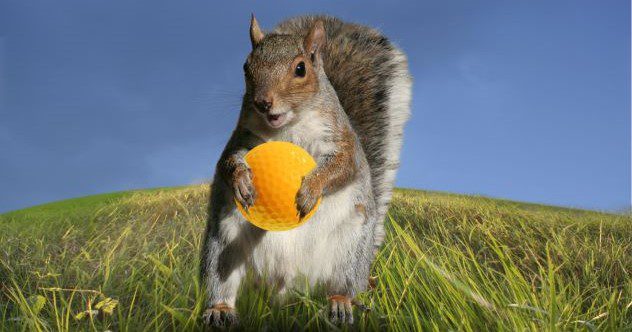 10 Times Animals Interrupted Sports