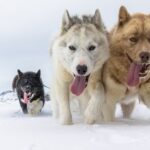 Study Reveals Most Modern Dogs Have Some Wolf DNA