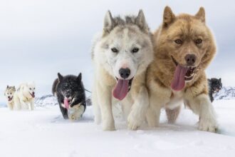 Study Reveals Most Modern Dogs Have Some Wolf DNA