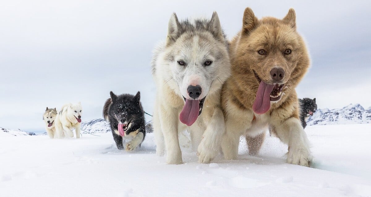 Study Reveals Most Modern Dogs Have Some Wolf DNA