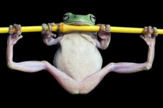 10 Strange Times When Species Evolved Backward