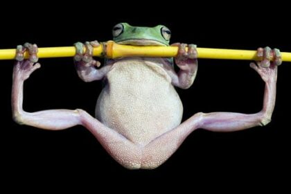 10 Strange Times When Species Evolved Backward