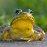 Ten of the Most Disturbing Things to Serve for Dinner