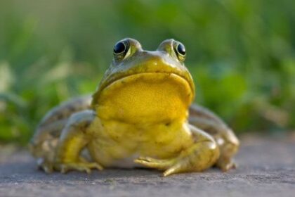 Ten of the Most Disturbing Things to Serve for Dinner