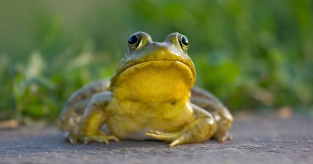 Ten of the Most Disturbing Things to Serve for Dinner