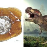Study Finds T. Rexes Did Not Reach Full Size Until Age 40