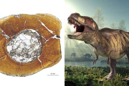 Study Finds T. Rexes Did Not Reach Full Size Until Age 40