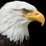 10 Species That Refused to Go Extinct