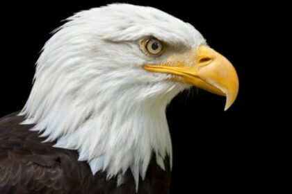 10 Species That Refused to Go Extinct