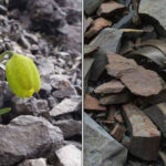 This Medicinal Plant Evolved To Stay Hidden From Humans