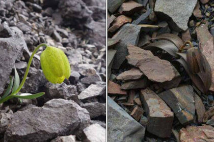 This Medicinal Plant Evolved To Stay Hidden From Humans