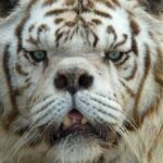 The Tragedy Of Kenny, The Supposed White Tiger With Down Syndrome