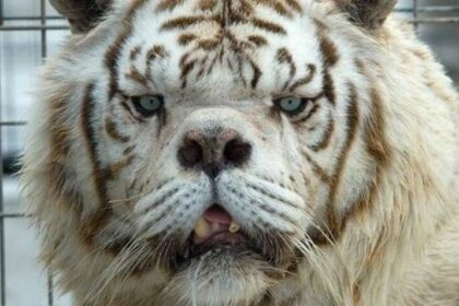 The Tragedy Of Kenny, The Supposed White Tiger With Down Syndrome