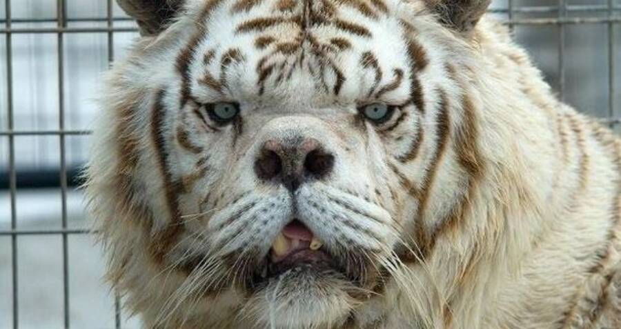 The Tragedy Of Kenny, The Supposed White Tiger With Down Syndrome