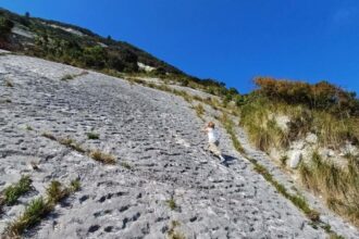 Prehistoric Sea Turtle Tracks Found By Italian Rock Climbers