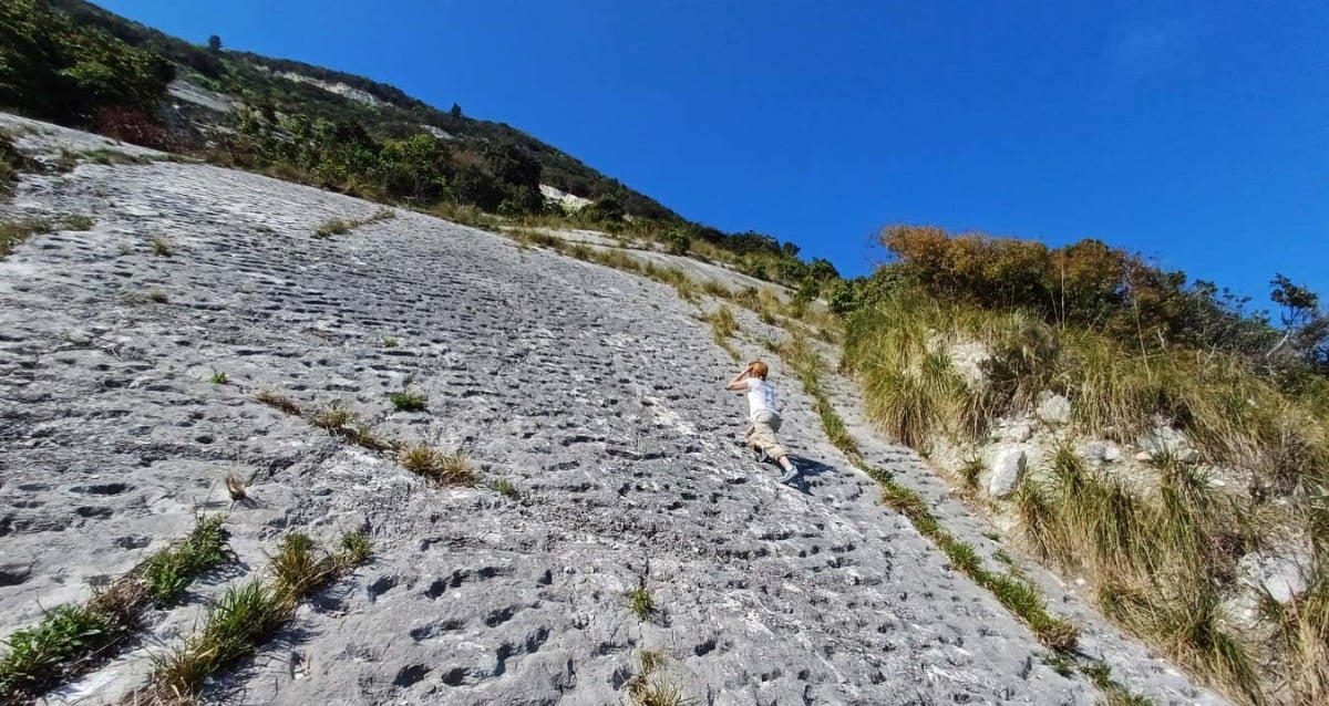 Prehistoric Sea Turtle Tracks Found By Italian Rock Climbers