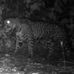 Cameras In Brazil Record Jaguars ‘Meowing’ For The First Time