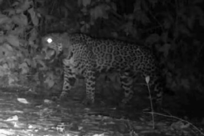 Cameras In Brazil Record Jaguars ‘Meowing’ For The First Time